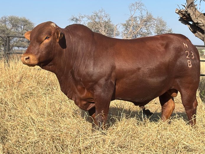 23-0008N | OAS BEEFMASTERS