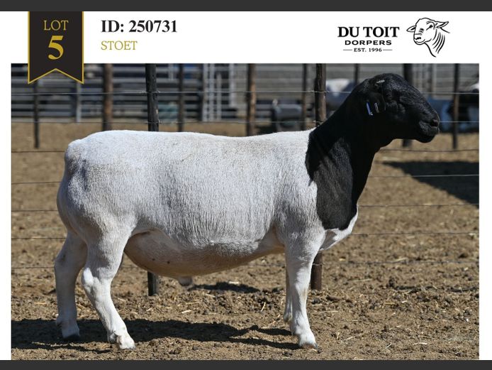 250731 | DU TOIT DORPERS