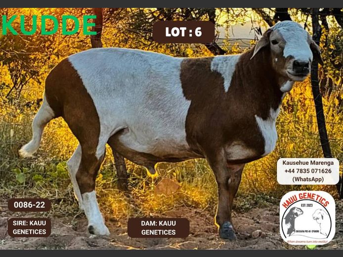 22-0086 | KAUU GENETICS