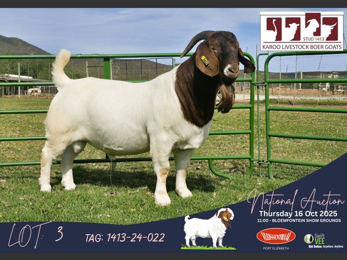 1413-24-022 | Gerrie Ferreira (Karoo Livestock Stud)