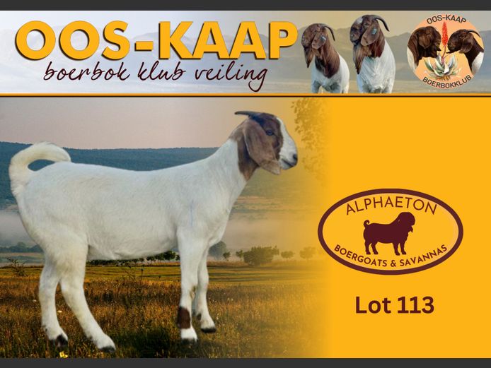 24-260 | Alphaeton Boergoats and Savannas
