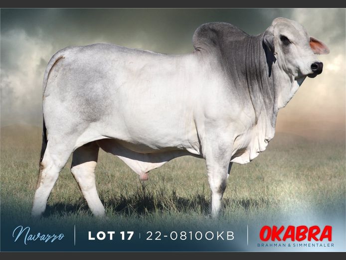 22-0810OKB | OKABRA BRAHMAN