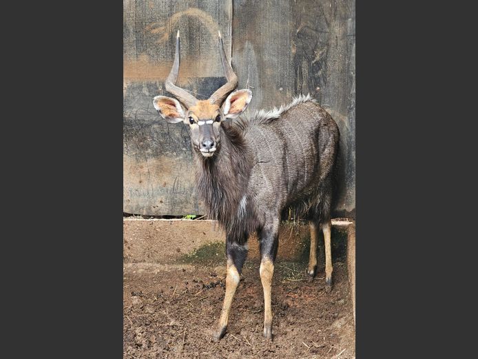 NYALA | TAWNI SAFARIS