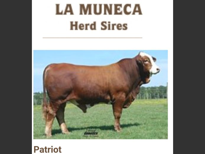 Semen Lot | 2335838 | AMERICAN HERDBOOK - Patriot