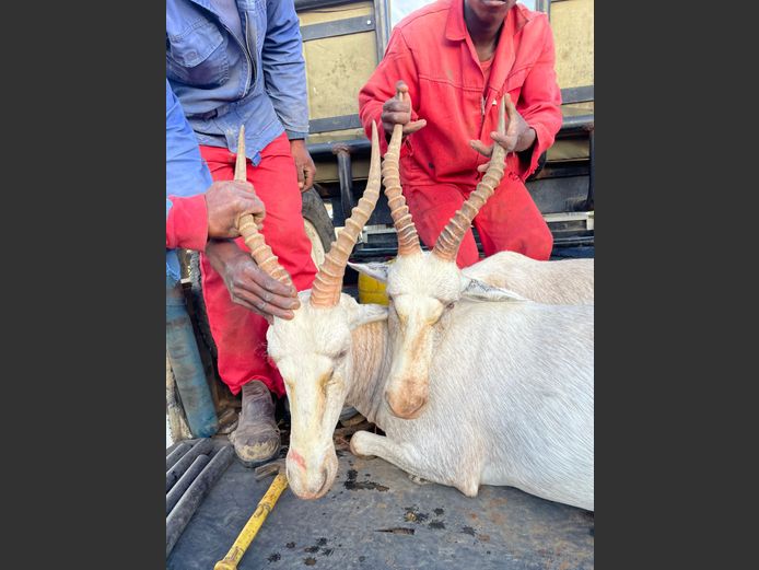 Wit Blesbok | Langkloof Wild (P Simes)