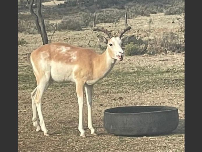 White Flank Rooibok Ram