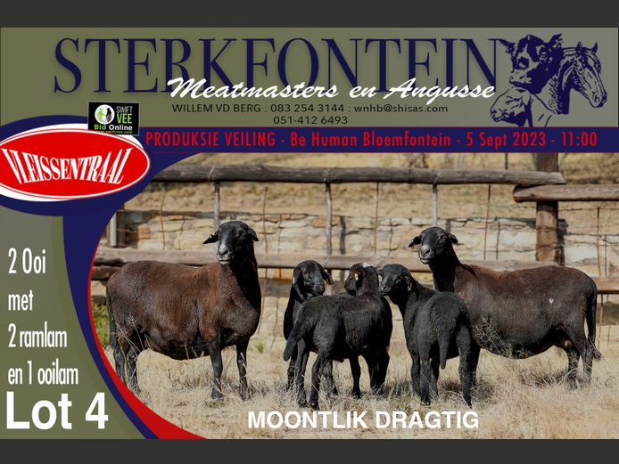 Ewes | Sterkfontein Meatmasters