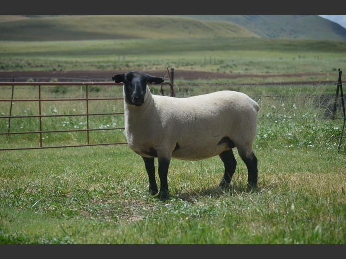 301 240185 | TWEESEUNS