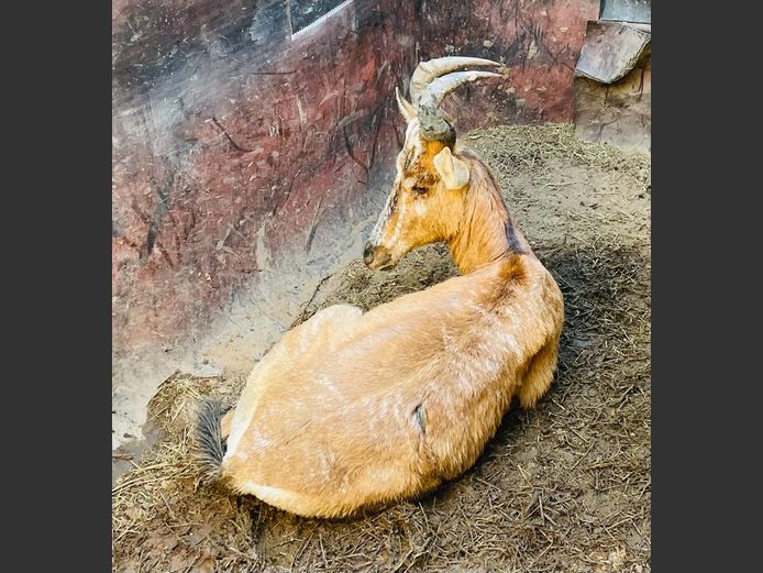 Konings Rooihartebees Bul