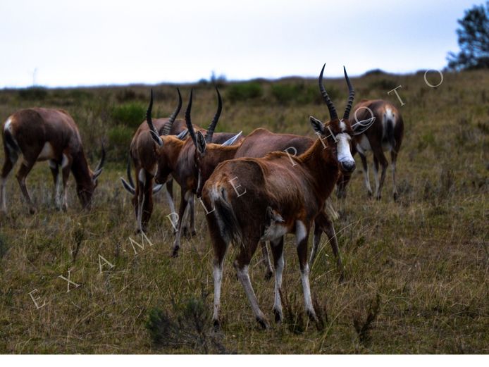 BLESBUCK FAMILY GROUP | INYATHI