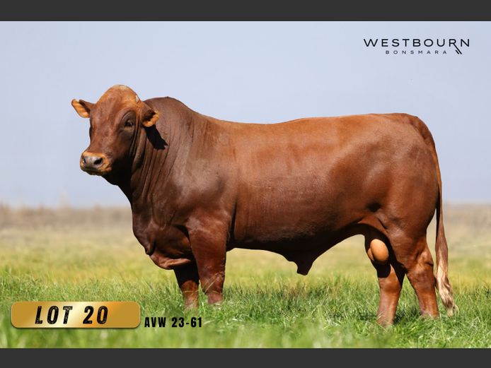 AVW 230061 | WESTBOURN BONSMARAS