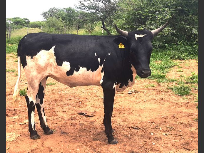 BN 240832 | BOTHMA NGUNIS