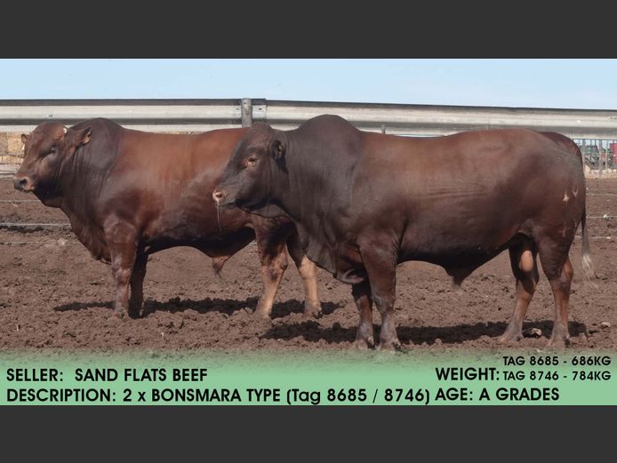 Bonsmara Type  (Tag 8685 / Tag 8746) | Sand Flats Beef