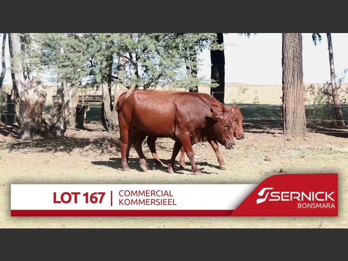 Commercial Animals
