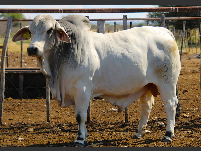 22-0039KG | MAKALANI BRAHMAN