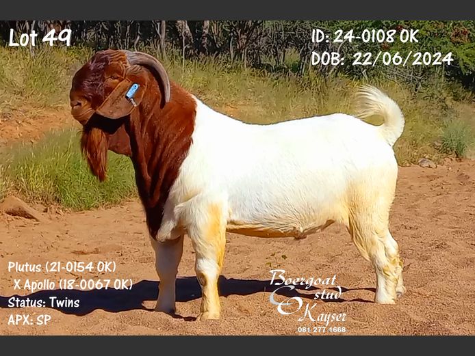 24-0108 OK Kayser Boergoat Stud