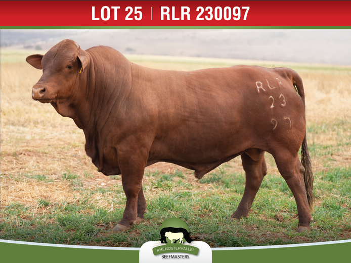 RLR 230097 | J.H. MEYER