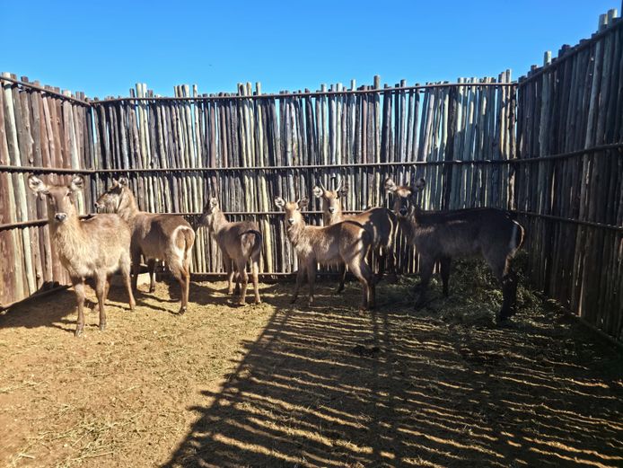 WATERBOK | HANLEY 1