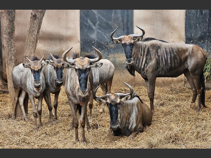 BLOUWILDEBEES | WATERBERG AVIATION