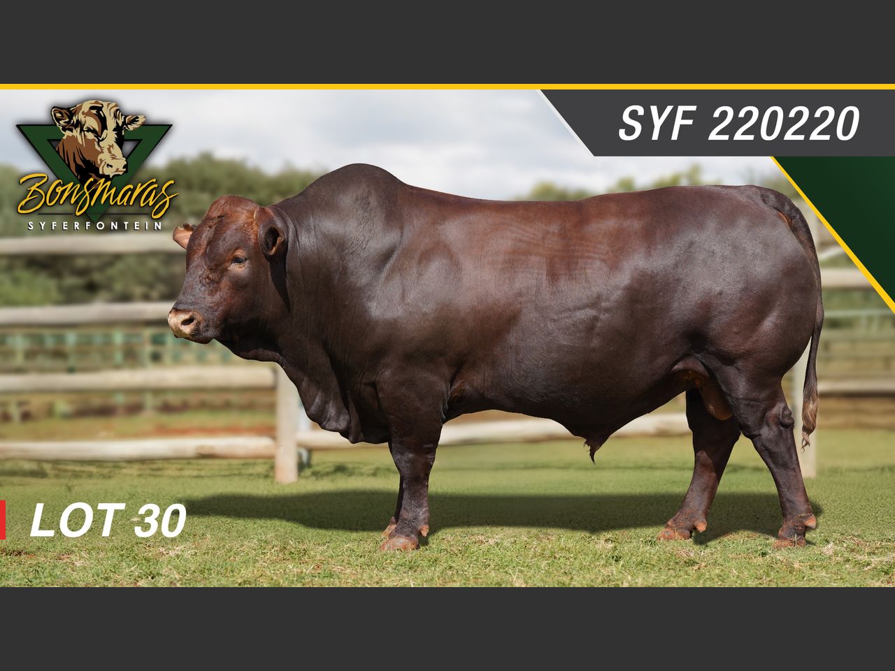 Lot 30 | SYFERFONTEIN BONSMARAS 26STE PRODUKSIEVEILING | SwiftVEE ...