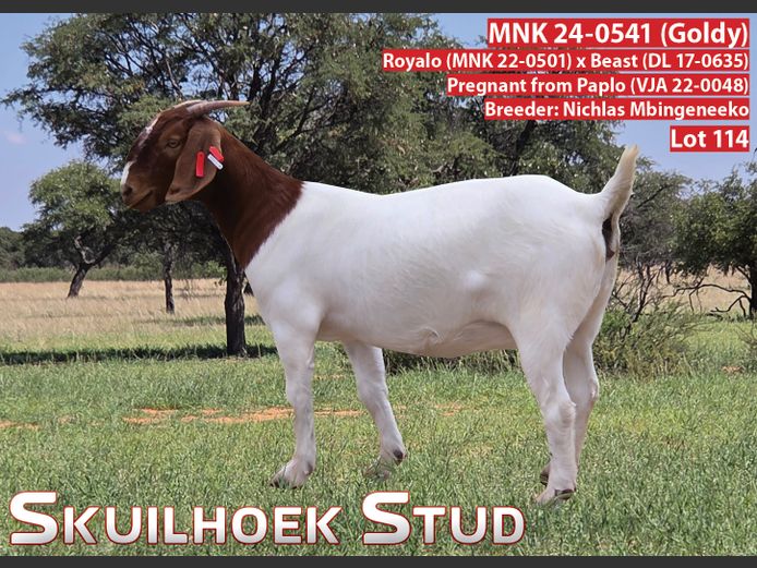 MNK 24-0541 (Goldy) | NICHLAS MBINGENEEKO