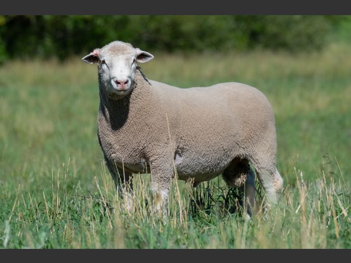 MS 250065 | J.L. DU RANDT