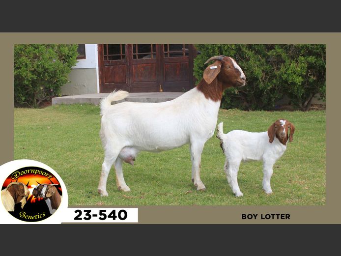 23-540  |  Boy Lotter