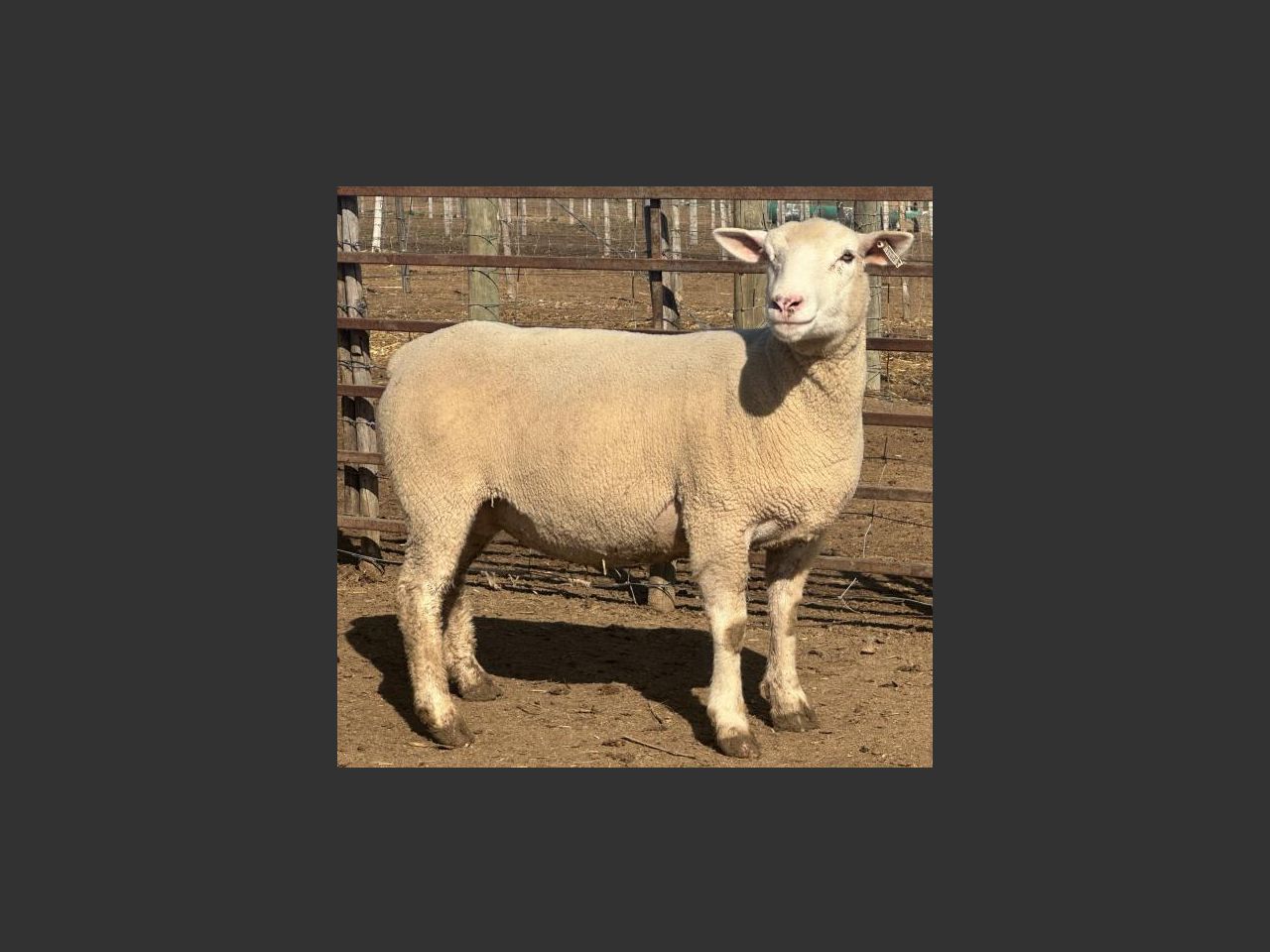 images