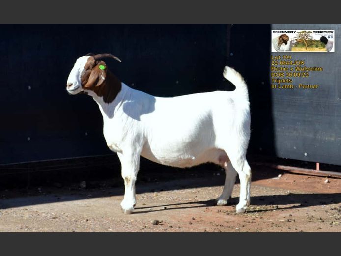 23-0844JOK | O'KENNEDY GENETICS