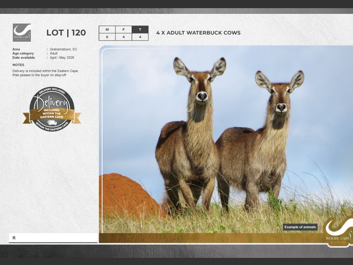 Waterbuck | Woody Cape Wildlife (Pty) Ltd