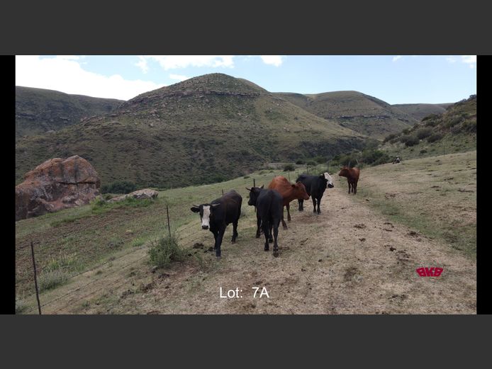 Bul Kalwers 281-300Kg