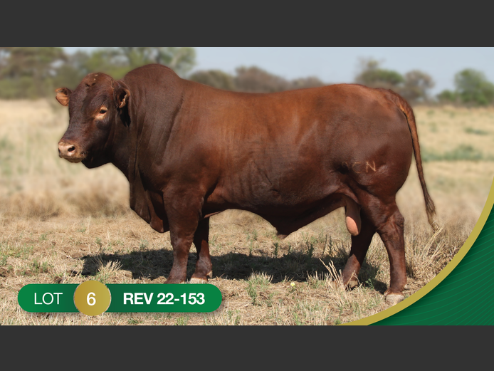 REV220153 | REVELAS BONSMARAS