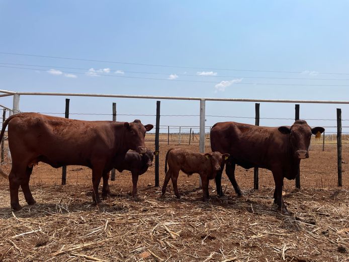 Commercial Females - Harcor Boerdery