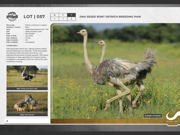 Ostrich - Bont | Exclusive Vet CC