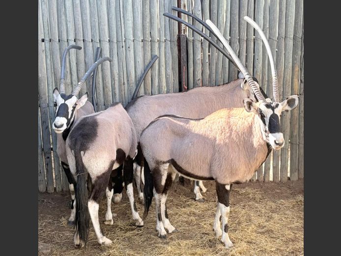 Gemsbok Bulle