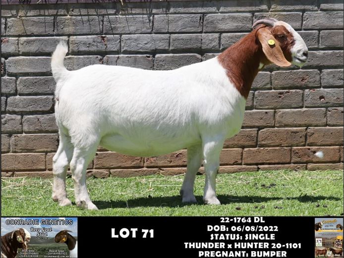 22-1764 DL | DAWID LOUW