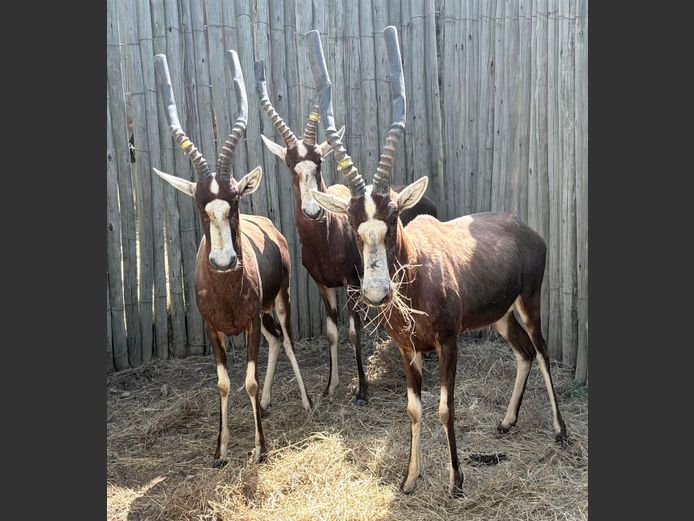 Blesbok Ramme