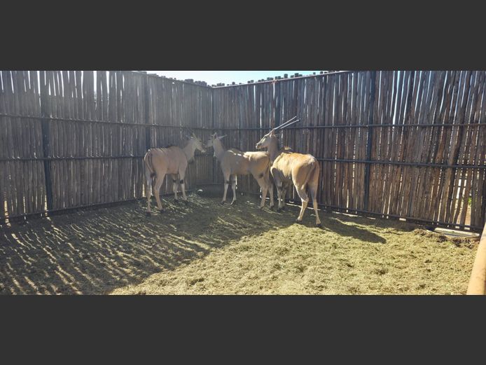 ELAND | HANLEY