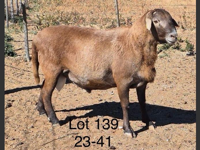 23-041 | DIRK LOTTER