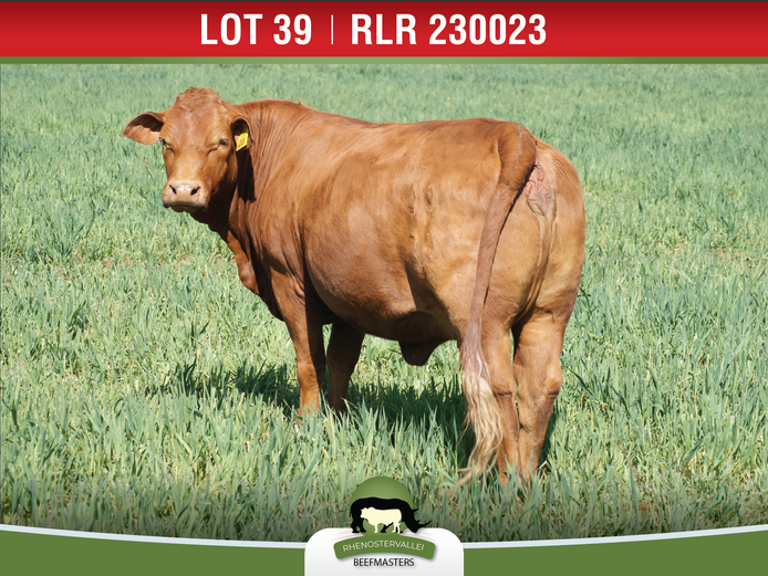 RLR 230023 | J.H. MEYER