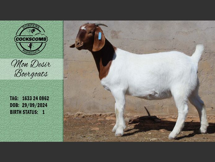 1633 24 0862 | Mon Desir Boergoats