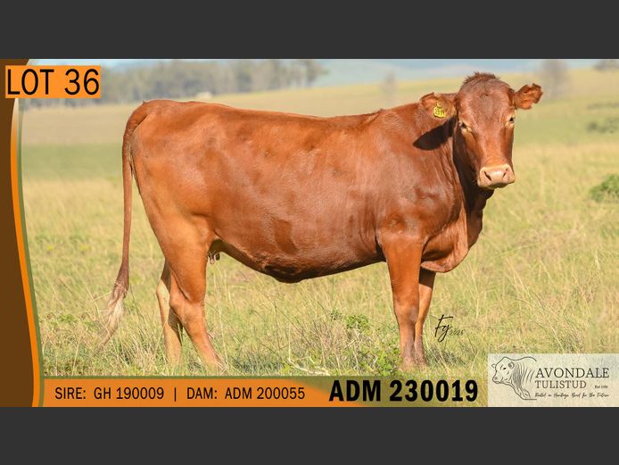 ADM 230019 | A.D. MULLINS