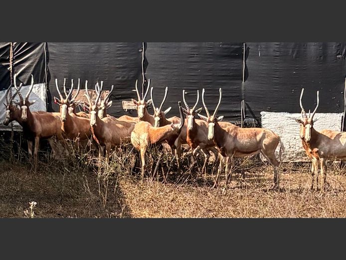 Geel Blesbok Teeltrop