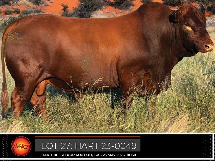 HART230049HH(c) | HARTEBEESTLOOP BONSMARA