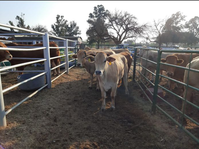 Open Heifers