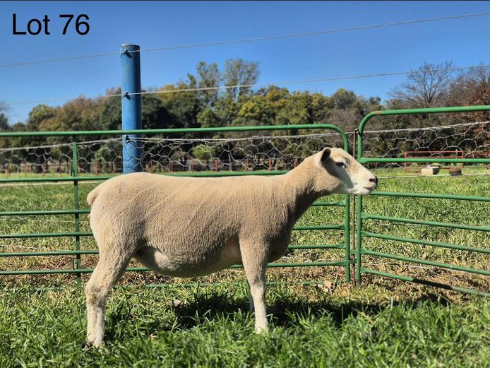 LR  230142 | TAPPS INVESTMENTS