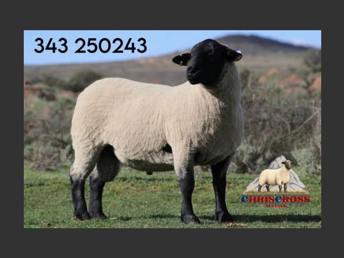 343250243 | CHRISCROSS SUFFOLKS