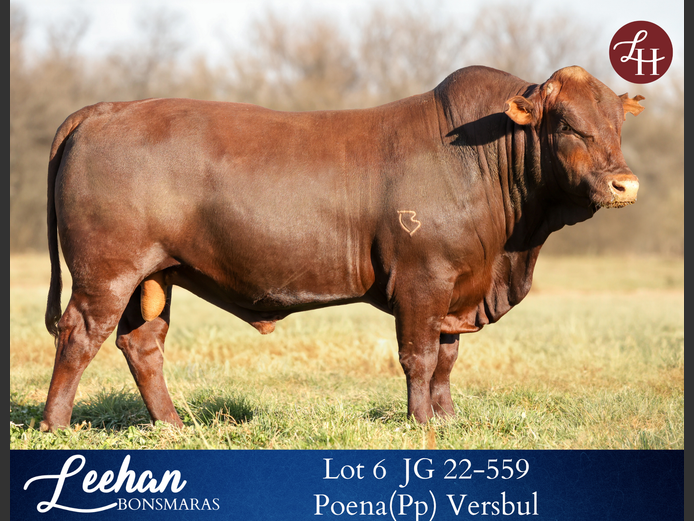 JG220559 | Leehan Bonsmara