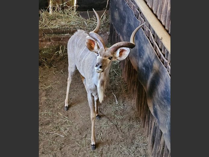 KUDU | BIRKEN VERVOER