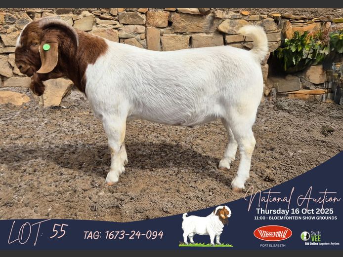 Andries Vollgraaff (Tekoa Boerbokstoet)